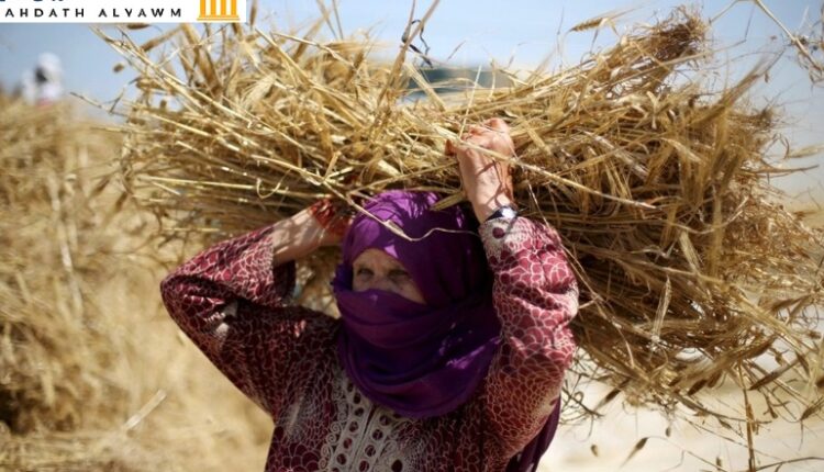 مزارعة غزية تقوم بحمل ما تم جنايته من القمح من أراضيها على الحدود مع الاحتلال