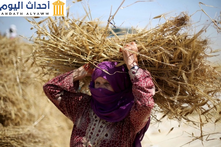 مزارعة غزية تقوم بحمل ما تم جنايته من القمح من أراضيها على الحدود مع الاحتلال