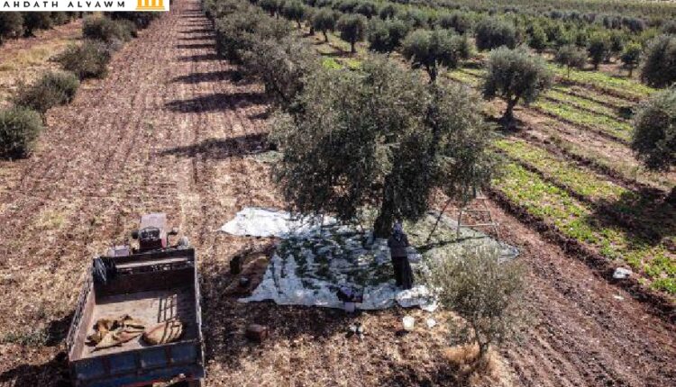 مزارعون سوريون يقطفون الزيتون في إدلب