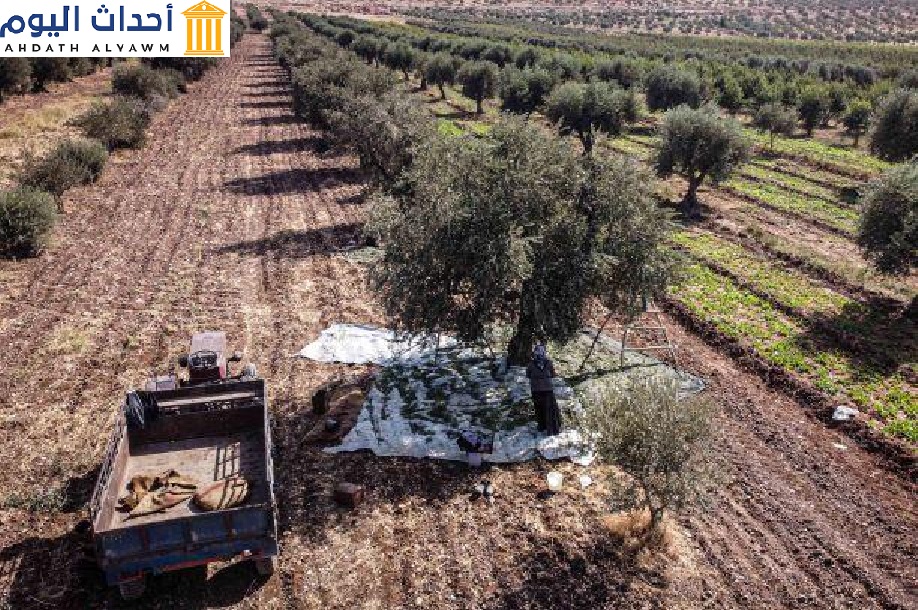 مزارعون سوريون يقطفون الزيتون في إدلب