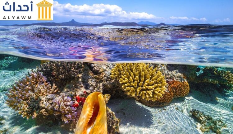 المياه الضحلة لجزيرة مايوت في المحيط الهندي