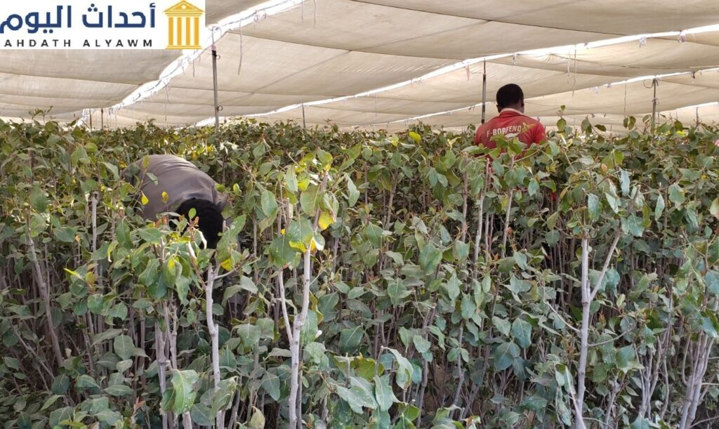 عمال مهاجرون يعملون في مزارع القات في اليمن