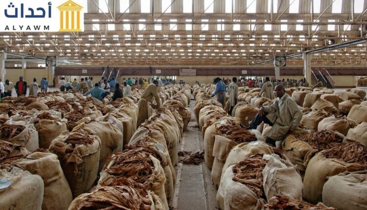 مستودع لتعبئة التبغ المُصنَّع في ملاوي