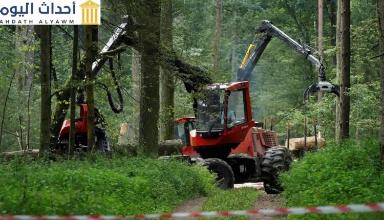 الغابات البكر تنحسر بوتيرة متسارعة