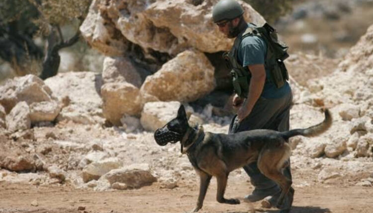 الكلاب العسكرية الهولندية